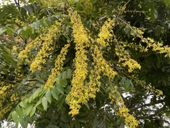 Koelreuteria paniculata