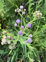 Sphaeranthus peduncularis