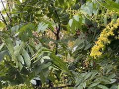 Koelreuteria paniculata