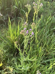 Sphaeranthus peduncularis