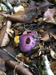 Cortinarius porphyroideus