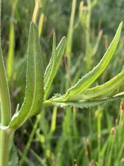 Sphaeranthus peduncularis