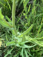 Sphaeranthus peduncularis