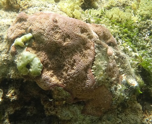 Montipora foveolata observed 2021-10-08