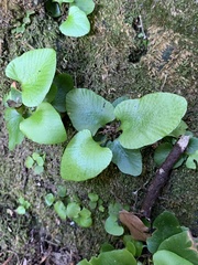 Asplenium sagittatum