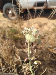 Dimorphocarpa candicans