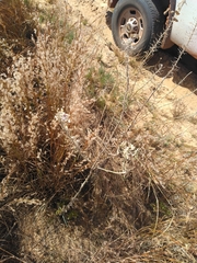 Dimorphocarpa candicans