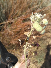 Dimorphocarpa candicans