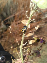 Dimorphocarpa candicans