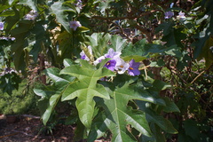 Solanum wrightii