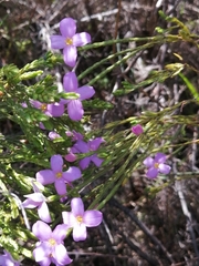 Lachnaea uniflora