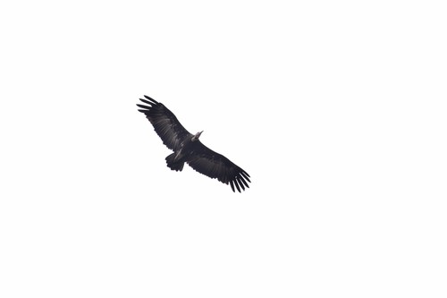 Hooded Vulture
