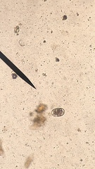 Uncinaria stenocephala