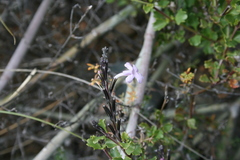 Chascanum cuneifolium