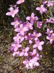 Lachnaea uniflora