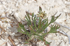 Thelesperma subnudum