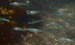 Atherinomorus vaigiensis