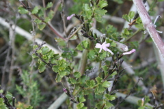 Chascanum cuneifolium