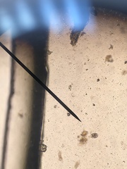 Uncinaria stenocephala