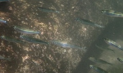 Atherinomorus vaigiensis