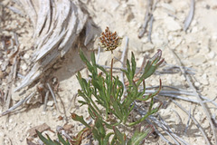Thelesperma subnudum