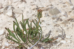 Thelesperma subnudum