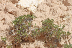 Thelesperma subnudum