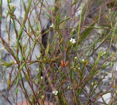 Coleonema juniperinum