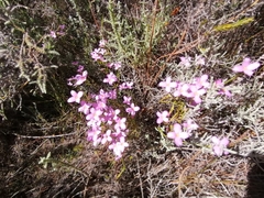 Lachnaea uniflora