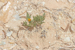 Thelesperma subnudum
