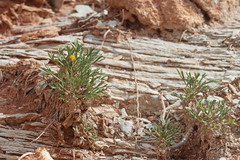 Thelesperma subnudum