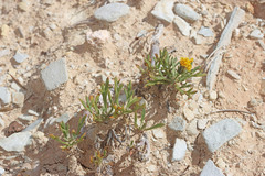 Thelesperma subnudum