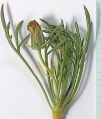 Thelesperma subnudum