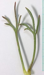 Thelesperma subnudum
