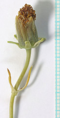 Thelesperma subnudum