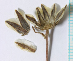 Thelesperma subnudum