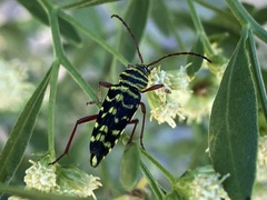 Placosternus difficilis