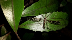 Leptotarsus binotatus