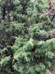 Juniperus communis