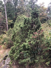 Juniperus communis