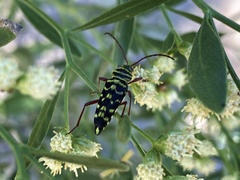 Placosternus difficilis