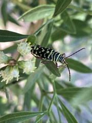 Placosternus difficilis