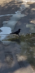 Quiscalus mexicanus