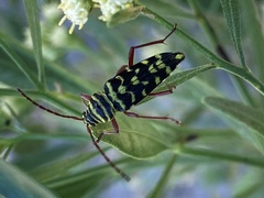 Placosternus difficilis