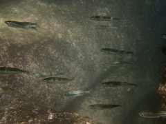 Atherinomorus vaigiensis