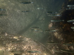 Atherinomorus vaigiensis