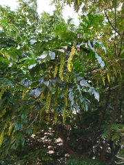 Pterocarya