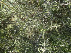 Acacia rhigiophylla
