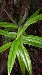 Corokia buddleioides