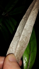 Corokia buddleioides